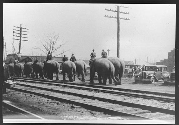 Handlers riding elephants to Ballard Field, ca. 1930s)